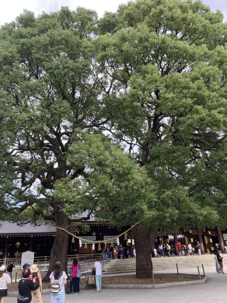 明治神宮境内の大木